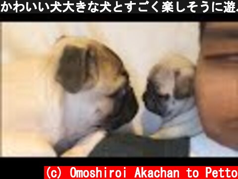 かわいい犬大きな犬とすごく楽しそうに遊ぶ子犬 😍 最高におもしろ犬の動画集  (c) Omoshiroi Akachan to Petto